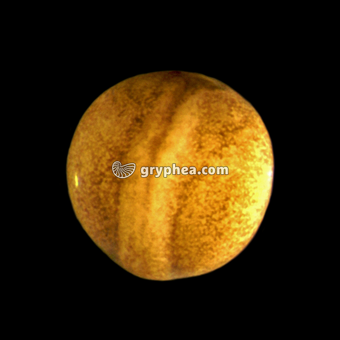 Neurula - gryphea.com